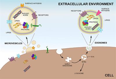 Large Extracellular Vesicles: Have We Found the Holy Grail of Inflammation?